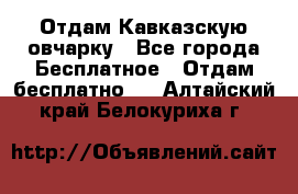 Отдам Кавказскую овчарку - Все города Бесплатное » Отдам бесплатно   . Алтайский край,Белокуриха г.